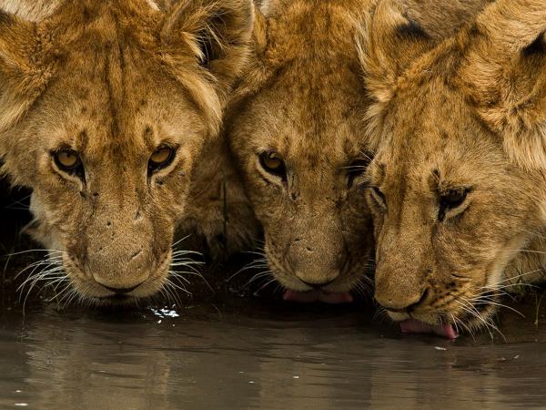 Tanzania Northern Circuit luxury safari