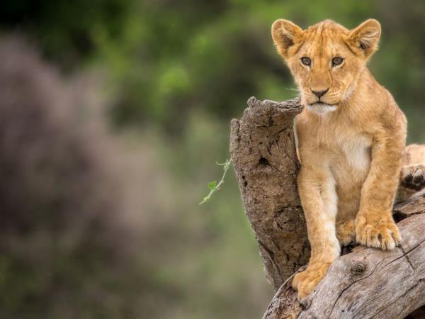Tanzania Luxury safari holiday