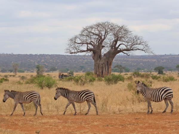 Tanzania safari in the Serengeti