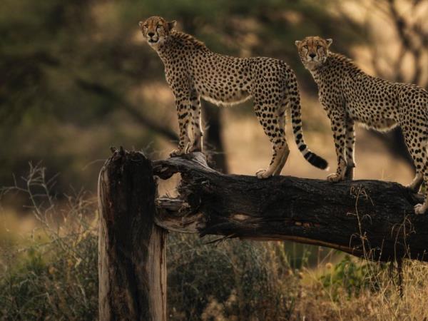 Tanzania luxury safari and beach vacation
