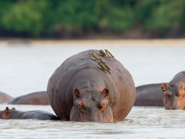 Tanzania luxury safari and beach vacation