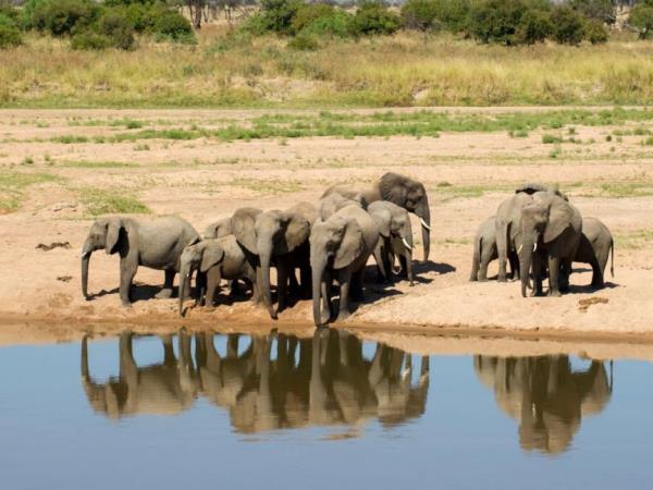 Tanzania luxury safari and beach vacation