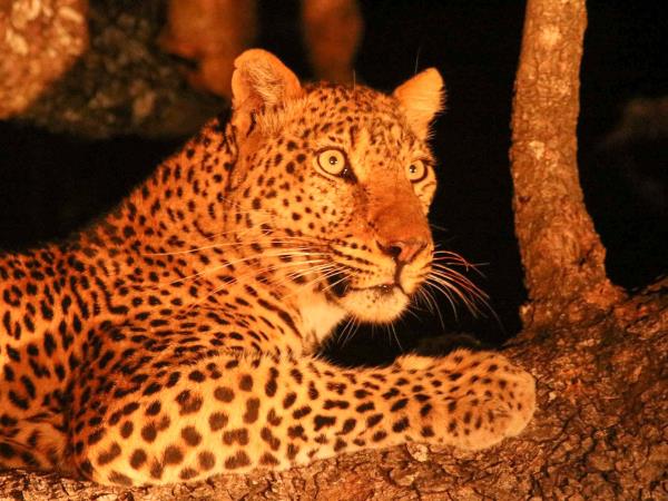 Zambia lodge safari, Luangwa and the Zambezi