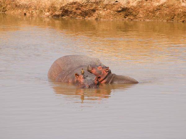 Zambia lodge safari, Luangwa and the Zambezi