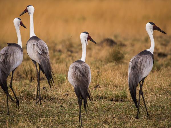 Zambia small group camping safari
