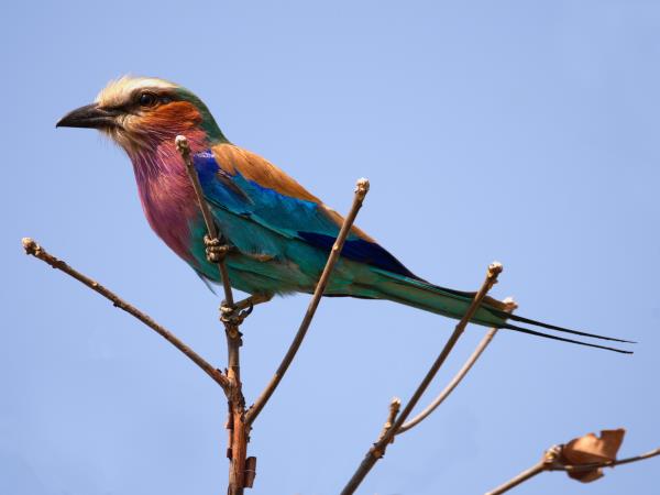 Zambia small group camping safari