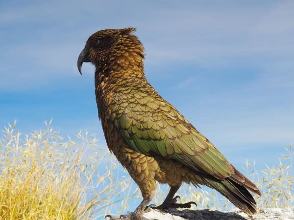 New Zealand Fiordland & Stewart Island cruising expedition