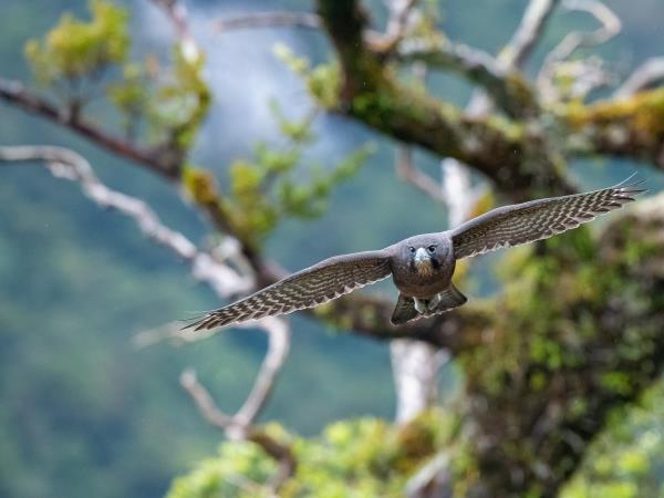 New Zealand Fiordland & Stewart Island cruising expedition