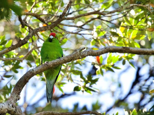 New Zealand Fiordland, Stewart Island & the Snares cruise
