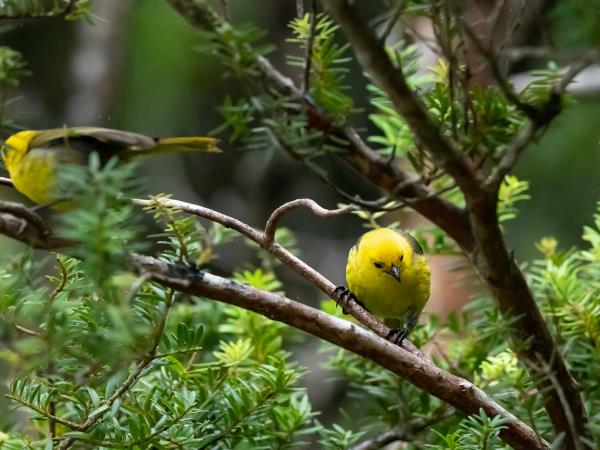 New Zealand Fiordland, Stewart Island & the Snares cruise