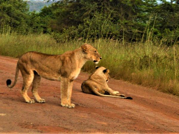Kenya wildlife and Maasai communities tour