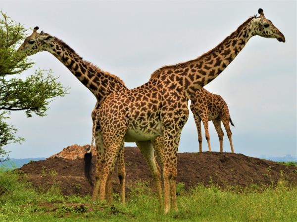 Kenya wildlife and Maasai communities tour