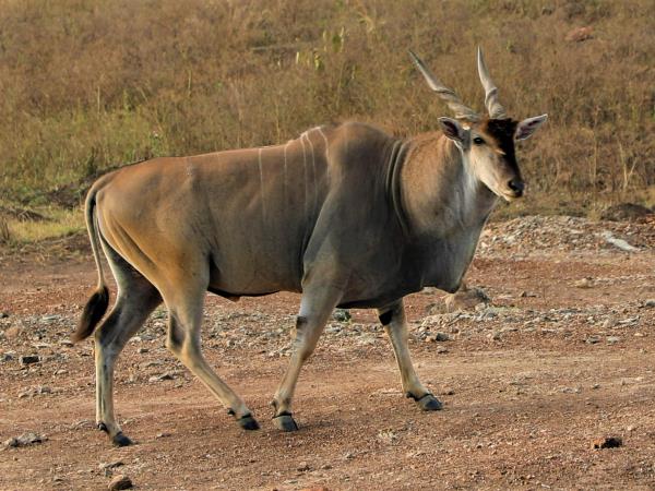 Kenya wildlife and Maasai communities tour
