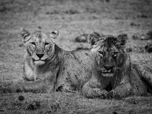 Women only safari in Tanzania