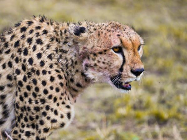 Women only safari in Tanzania