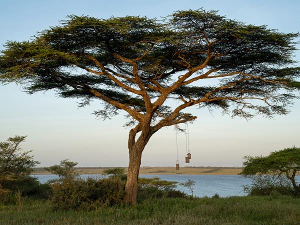 Tanzania safaris, northern circuit