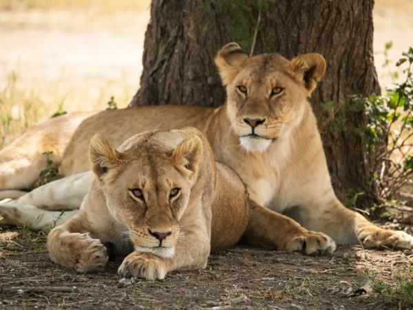 Tanzania safaris, northern circuit