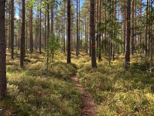 Sweden Sörmlandsleden trail walking vacation, self guided