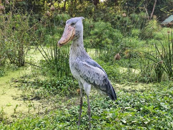 Western Uganda wildlife tour