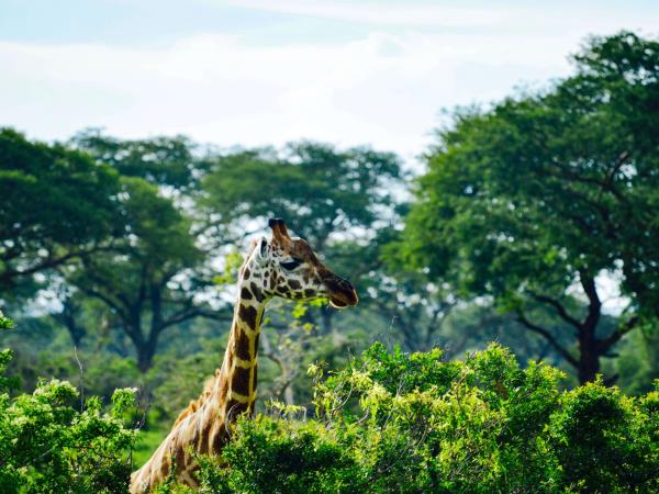 Western Uganda wildlife tour