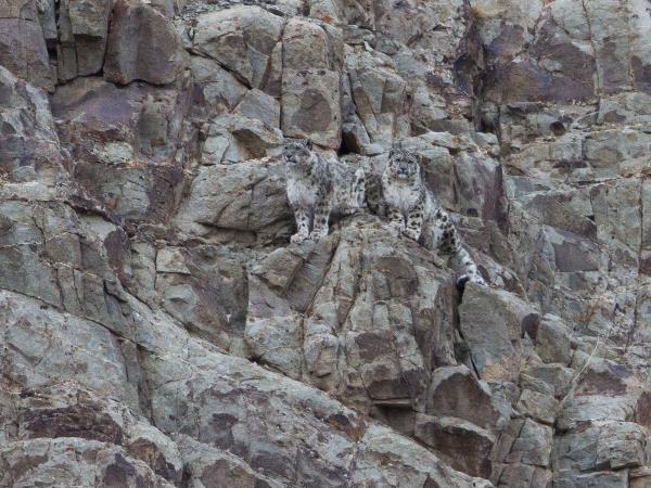 India snow leopard tracking and Golden Triangle
