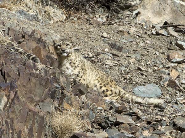 India snow leopard tracking and Golden Triangle