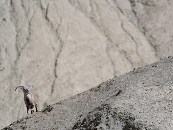 India snow leopard tracking and Golden Triangle