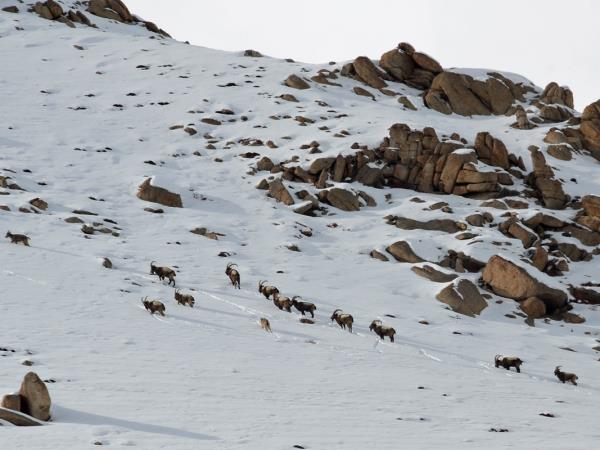India snow leopard tracking and Golden Triangle