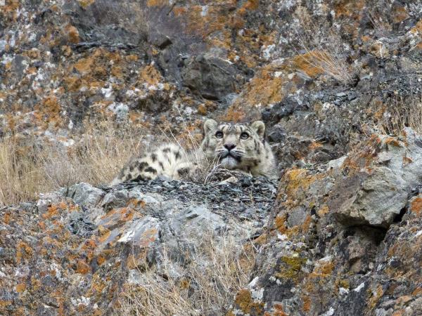 India snow leopard and tiger tracking tour