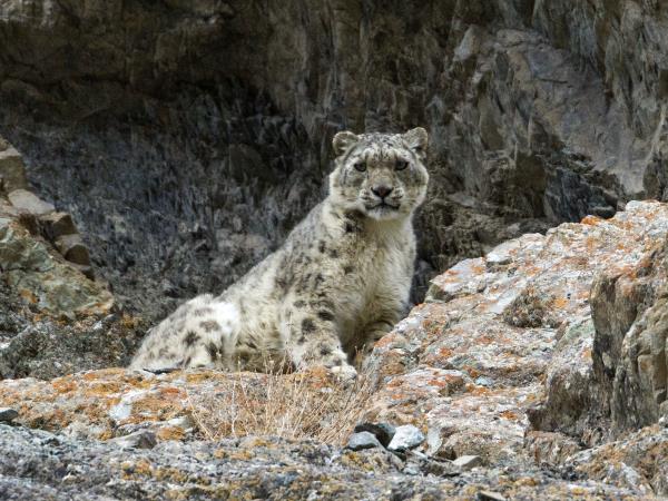 India snow leopard and tiger tracking tour