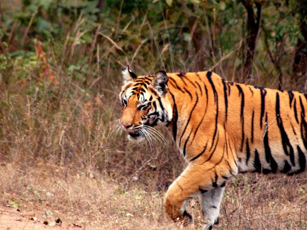 India snow leopard and tiger tracking tour