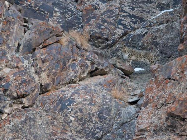 India snow leopard and tiger tracking tour