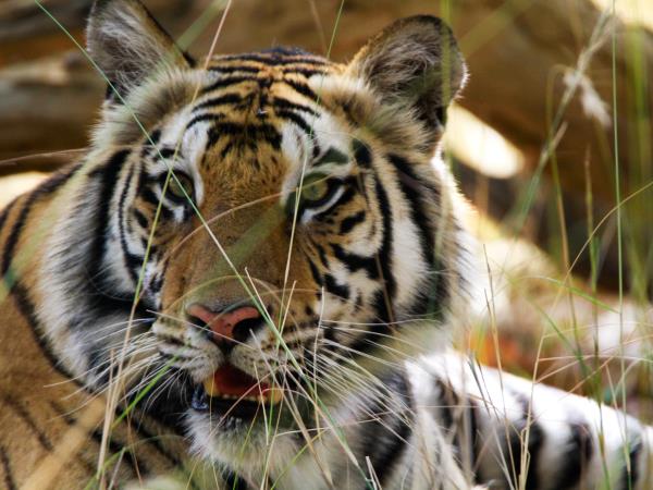 India specialist tiger safari tour, 3 weeks