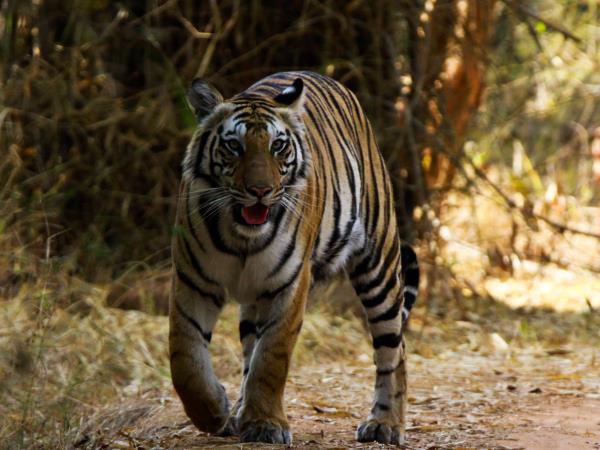 India specialist tiger safari tour, 3 weeks