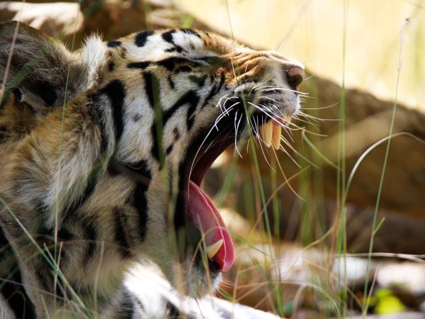 India specialist tiger safari tour, 3 weeks