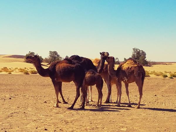 Morocco 12 day tour