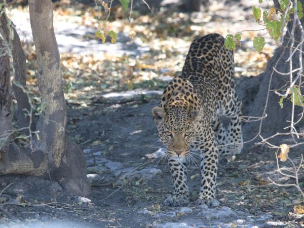 Botswana luxury small group safari vacation