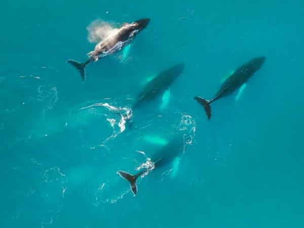 Greenland holiday