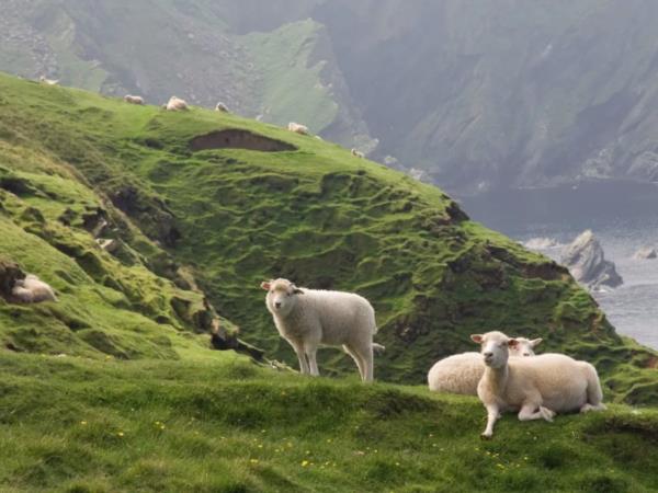 Highlights of the Faroe Islands vacation