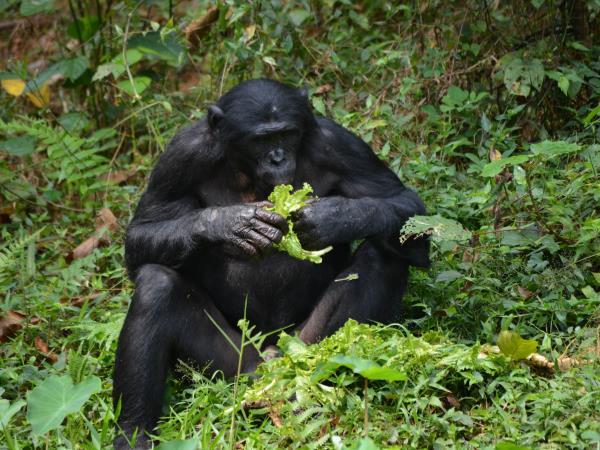 Congo safari vacation