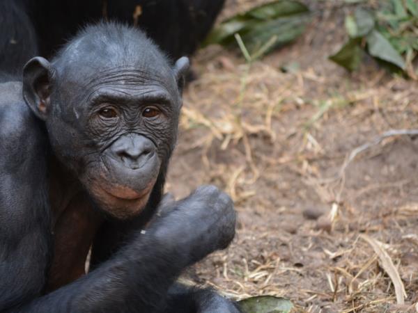 Congo safari vacation