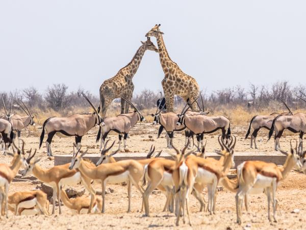 South Africa luxury tour, winelands & wildlife