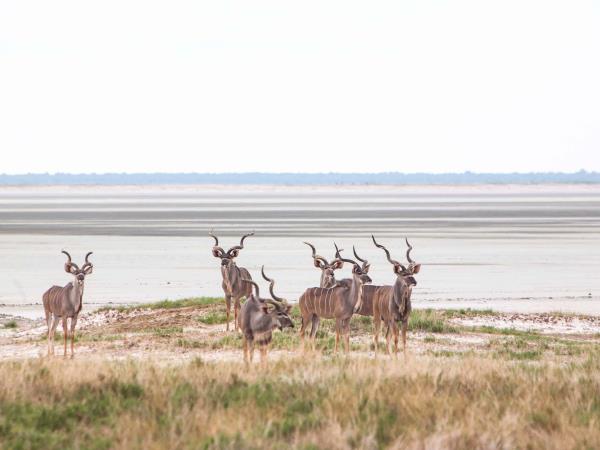 Privately guided Namibia vacation