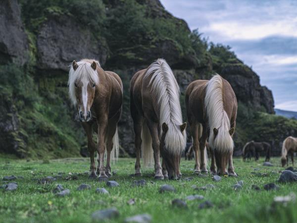 Iceland in summer vacation