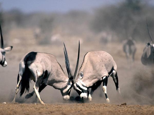 Privately guided Namibia vacation