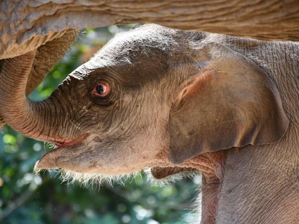 Thailand family volunteering with elephants