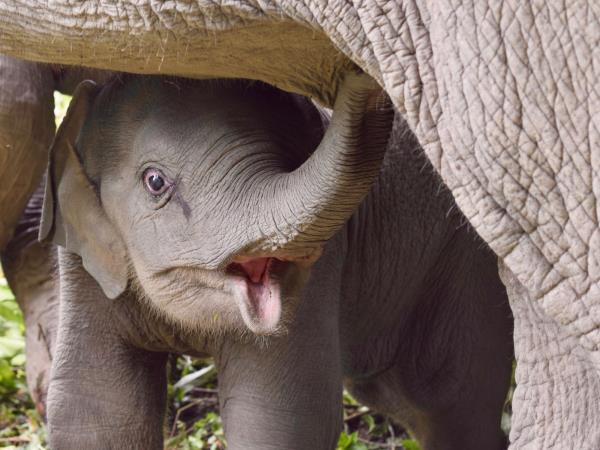 Thailand family volunteering with elephants