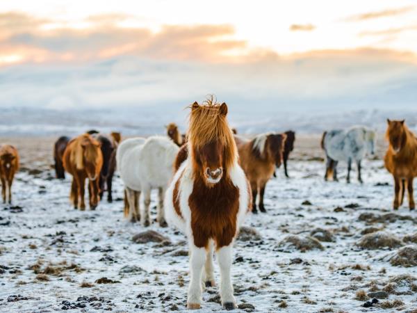 Iceland winter vacation
