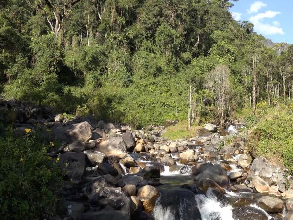 Gorillas & hiking Uganda�s Rwenzori Mountains