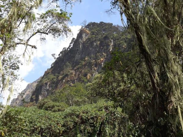 Gorillas & hiking Uganda�s Rwenzori Mountains